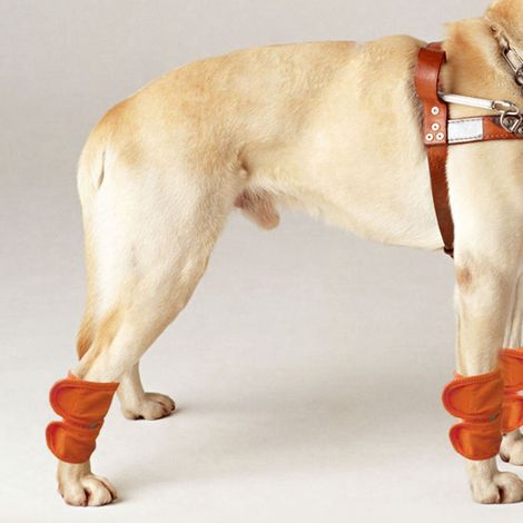 Lot de 2 orthèses pour pattes de chien/chat, protection coudes, genouillères chaudes, guêtres de protection pour plaies chirurgicales, orange, taille L (1/5)