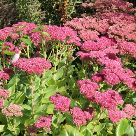 4 x Orpin d'automne  - Sedum 'Herbstfreude'  - godet 9x9 cm