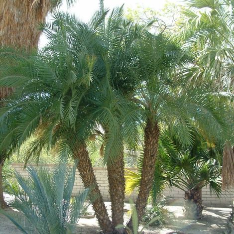 Phoenix Roebelenii V26 – Palmier Nain Élégant pour Jardins et Terrasses