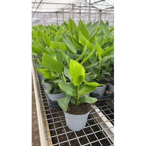 Strelitzia Nicolai - vaso 14 cm (1,5 L)