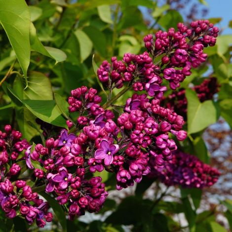 Lilas commun Charles Joly, Syringa/Pot de 4L - 60/100 cm (1/2)