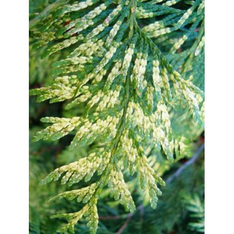 Thuya géant 'Zebrina' Godet de 8/9 cm (1/2)
