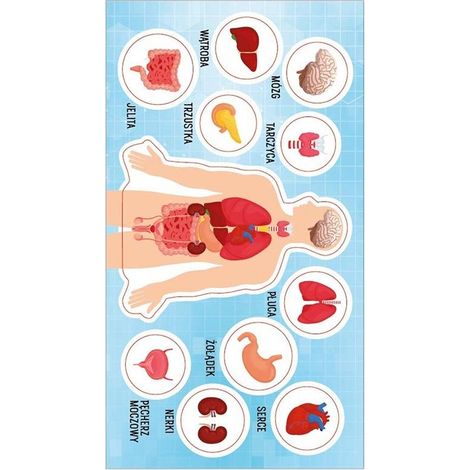 Aufkleber mit Motiven der menschlichen Anatomie