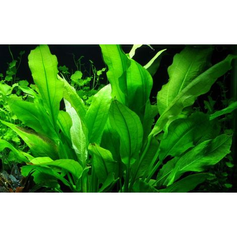 Aquarium Pflanze Echinodorus bleheri im Topf Topf Nr.371