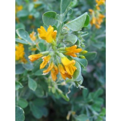 Coronille 'Glauca' Pot de 2L/3L (1/2)