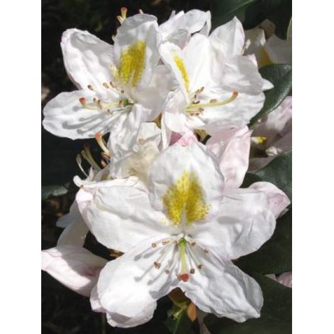 Rhododendron  'Madame Masson' Pot de 4L/5L (1/2)