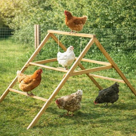 Perchoir poules en bois 2 échelles avec balançoire (1/5)
