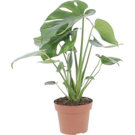 Monstera Deliciosa - H 45-55 cm Vaso da Coltura Ø 14 cm