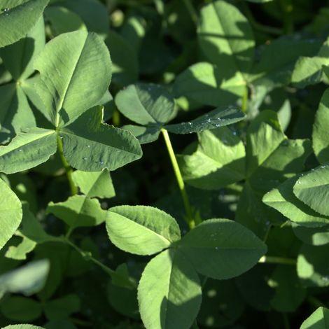 Perserklee (Trifolium resupinatum) MARAL 1 kg Zwischenfrucht Persischer Wendekle