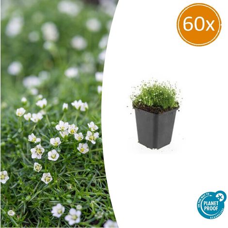 Sagina subulata - Mousse Irlandaise Couvre-sol Persistant - Lot de 60 - Pot Ø9cm - 10-25cm - PANGIVO (1/5)