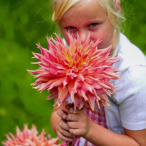 Dahlia orange « assiette » - Bulbes de fleurs - 5 pièces - Bulbes de fleurs - Tubercules pour le jardin (1/5)