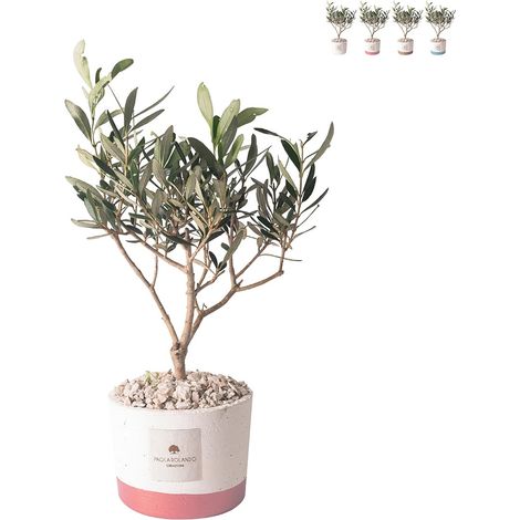 Olivo bomboniera per matrimonio Paola Rolando in vaso cementino Flora - Rosa (1/3)