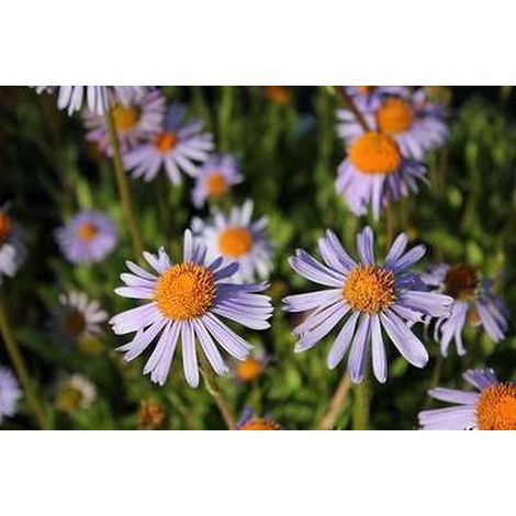 6x Aster - Langue d'Aster. 'Warnburgstern'  Pot de 9x9 cm