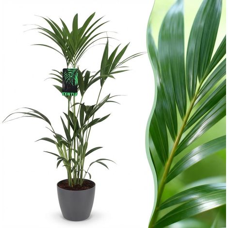 Palmier Kentia Howea Forsteriana - Plante d'Intérieur avec Pot Gris 21 cm - Hauteur 120-130 cm - PANGIVO (1/5)
