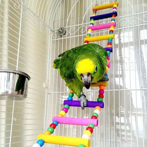 Jouets pour Oiseaux pour Perroquet, échelle, balançoire, Dressage Pont Arc-en-Ciel pour perroquets, perruches, Conures, cokatoo (1/4)