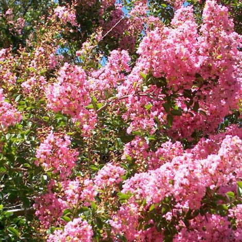 Lilas des Indes Terrasse Rose, Lagerstroemia/Pot de 7,5L - 40/60 cm