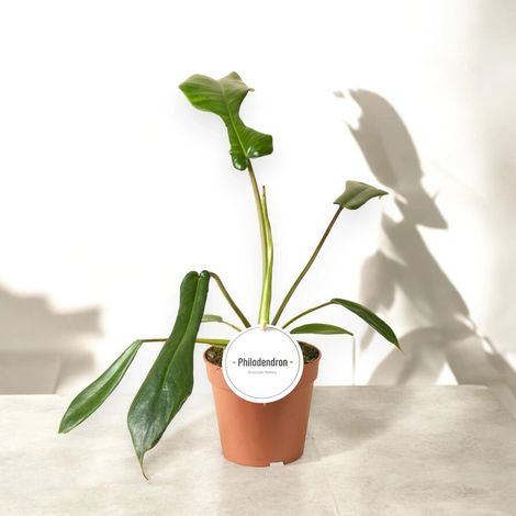 Gardenaria Philodendron 'Joepii' - Pianta da interno ornamentale - Altezza: 40 cm (vaso 12) (1/5)