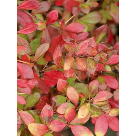 Épine-vinette 'Dual Jewel' Pot de 2L/3L (1/5)