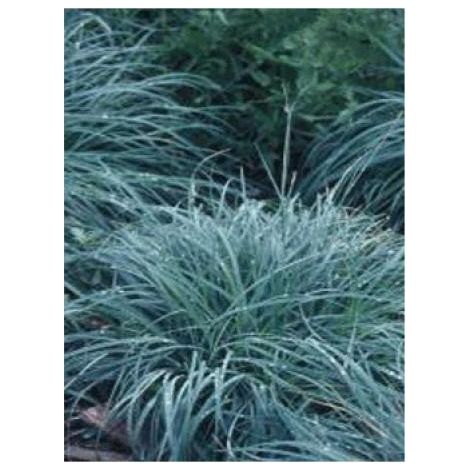 Laîche glauque 'Blue Zinger' Godet de 8/9 cm