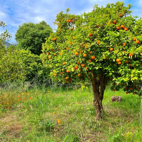 Gardenaria Arancio - Citrus sinensis 'Tarocco' - Pianta di agrume da frutto in vaso - Altezza: 70/80 cm (vaso 22) (1/3)