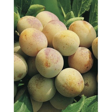 Prunier nain 'Goldust' Pot de 6L/7L, 1/4 de tige, Tige de 40 cm