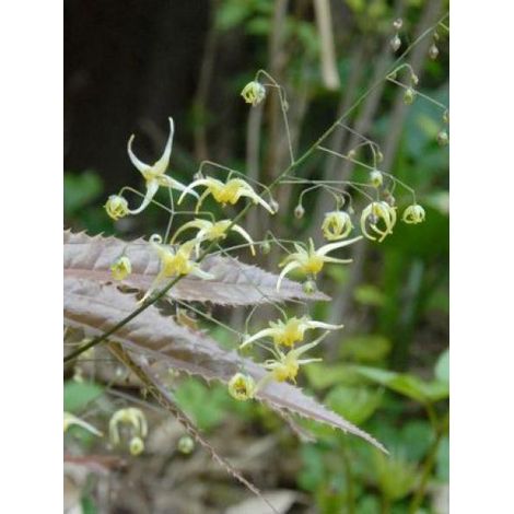 Fleur des elfes 'Sphinx Twinkler' Godet de 8/9 cm