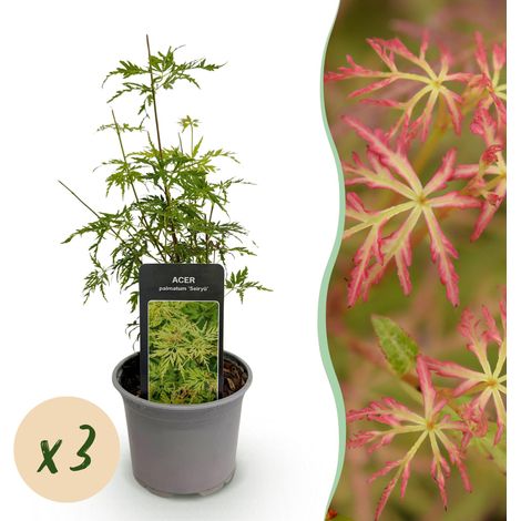 Lot de 3 Érables du Japon Acer palmatum Seiryu Vert, Arbuste de Jardin, Pot 12cm, Hauteur 35cm - PANGIVO (1/5)