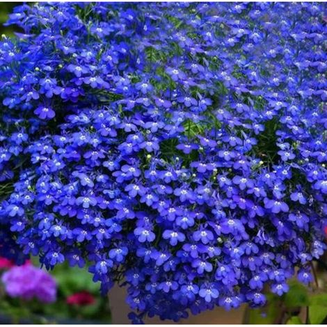 2000 graines de Lobelia bleu – Idéal pour jardinage, facile à cultiver et à entretenir, parfait pour balcons et parterres (1/4)