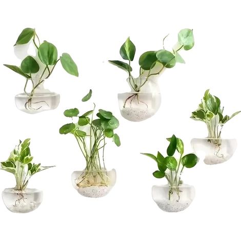 Glas-Terrarium, Selbstbewässerungsfunktion, Kreative Wanddekoration, 6Stück (1/2)