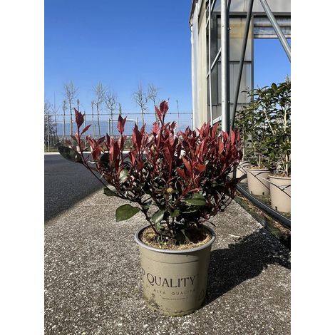 Gardenaria Photinia 'Little Red Robin' - Arbusto ornamentale da giardino - Altezza: 50/70 cm (vaso19) (1/2)