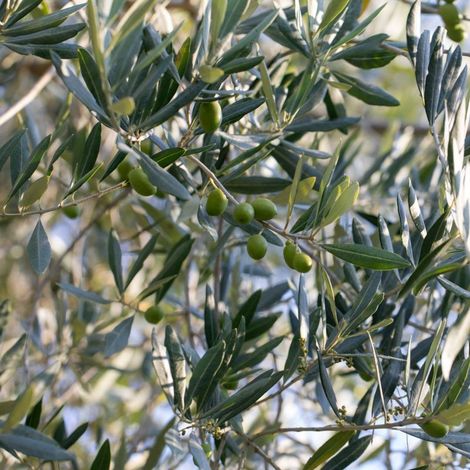 Olivier 'Cipressino' (Olea europaea 'Cipressino')