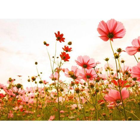 Papier peint panoramique coquelicot original Tapisserie panoramique florale élégant Papier peint panoramique idéal pour chambre (1/4)