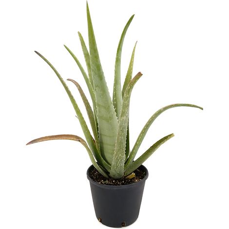 Aloe vera - aloe vera - vaso 18 cm (1/2)