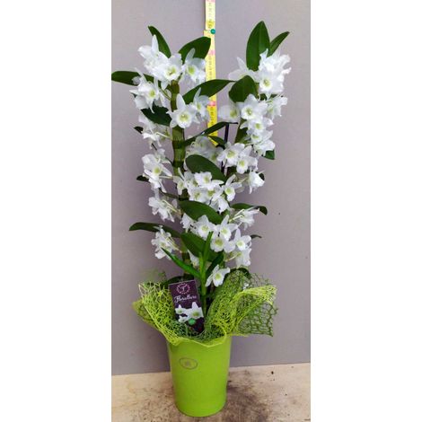 ORCHIDEA DENDROBIUM IN VASO DI CERAMICA 10CM