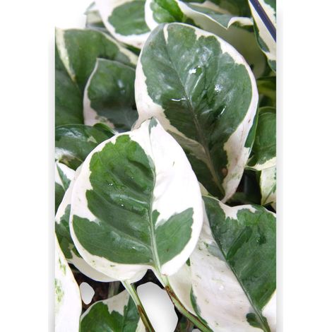 Gardenaria Epipremnum pinnatum 'N'Joy' - pothos - Pianta da interno ornamentale - Altezza: 25 cm (vaso 17) (1/4)