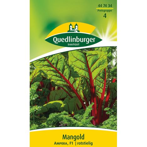 Quedlinburger Saatgut – Blette Ampera – Graines de légumes, côtes rouge feu et feuilles vert foncé cloquées, hauteur env. 50 cm (1/2)