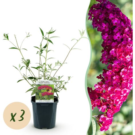 Buddleja davidii Royal Red Arbre aux papillons Lot de 3 Plantes Rouge Hauteur 45 cm Pot 17 cm - PANGIVO (1/5)