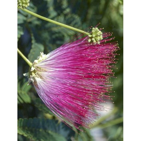 Arbre de soie 'Rouge Selection' 125 cm – Pot de 12L/15L – Fleurs soyeuses rose foncé – Résistant jusqu'à -15°C