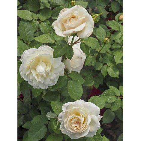 Rosier moderne 'Princesse Astrid de Belgique ' Pot de 4L/5L (1/4)