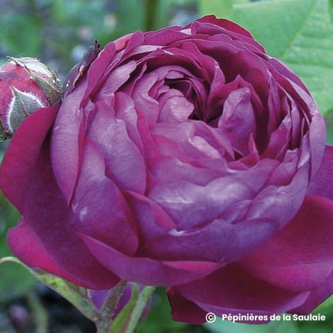 Rosier 'Cardinal de Richelieu'