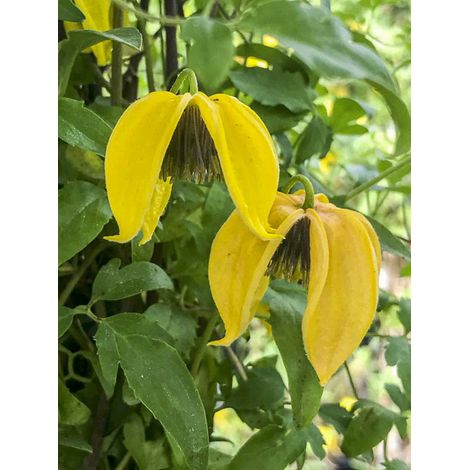 Clématite tangutica 'Aureolin' Pot de 2L/3L
