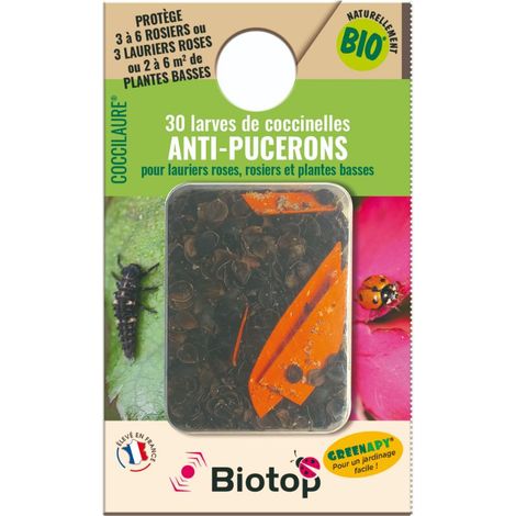 30 larves coccinelles anti-pucerons - Coccilaure (1/4)