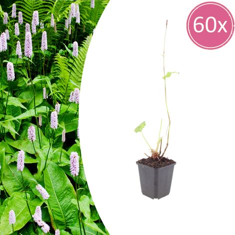 Lot de 60 Persicaria amplexicaulis 'Alba' Renouée Vivace Fleurs Blanches Pot Ø9cm 10-25cm - PANGIVO (1/5)