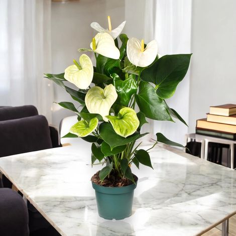 Gardenaria Anthurium andreanum 'White success' - Pianta da interno ornamentale - Altezza: 50 cm (vaso 14)