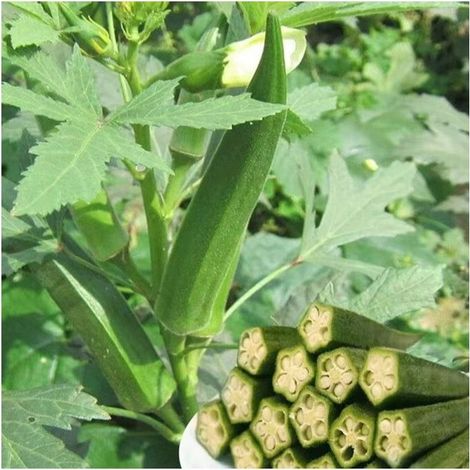 Gombo – Légume annuel – 35 graines – Récolte été (1/5)