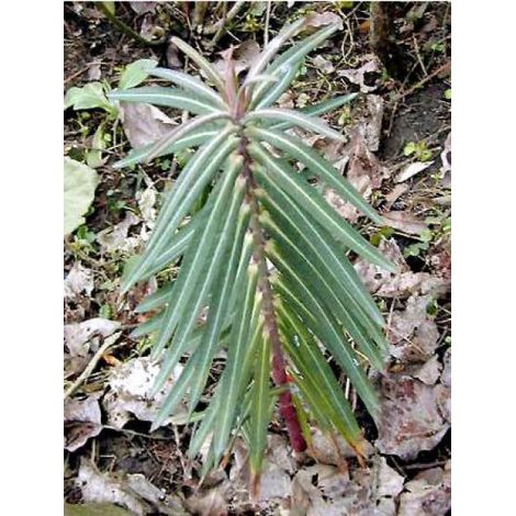 Euphorbe épurge, Herbe à taupe Pot de 2L/3L