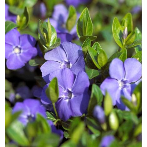 Pervenche (Vinca minor) - 6x - Petite - Vivace - Persistante - Couvre-sol - Bulbes de printemps - Floraison en avril/mai (1/3)