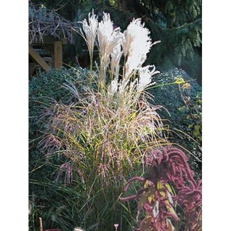 Eulalie, Roseau de Chine 'Kleine Fontaene' Godet de 8/9 cm (1/3)