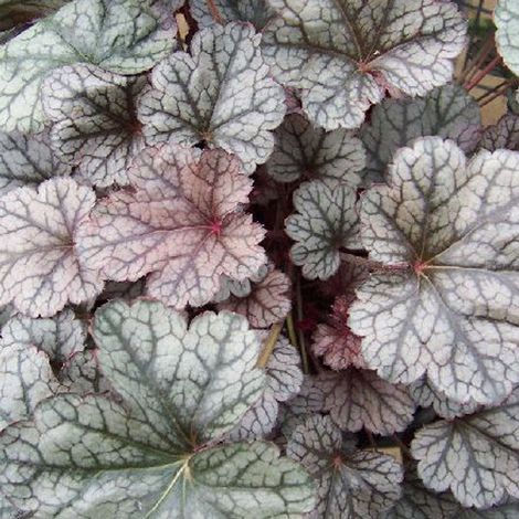 4 x Heuchère  - Heuchera 'Silver Scrolls'  - godet 9x9 cm