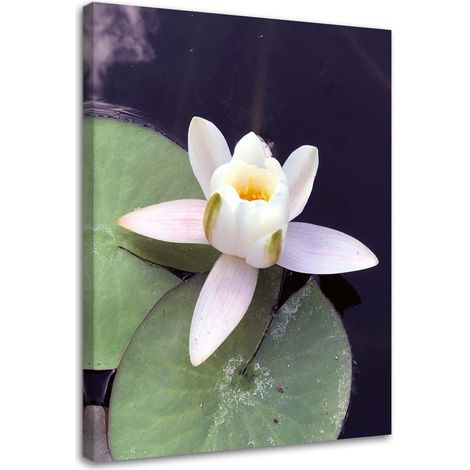 Tableau sur toile Nénuphar fleurs nature 40x60 (1/5)